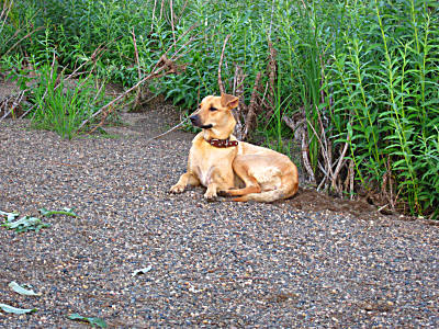 Сплав с собакой по реке Чулым
