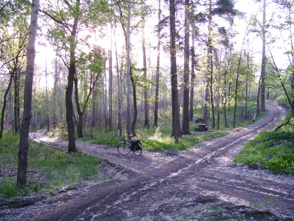 Лесной просёлок в тольяттинском лесу