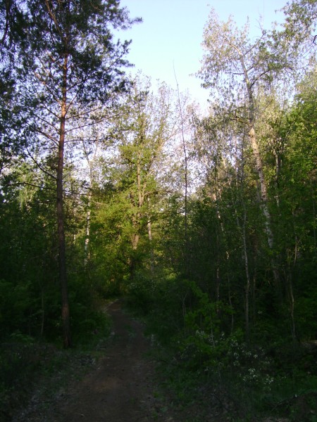 Утренние сумерки в лесу. Лес Тольятти