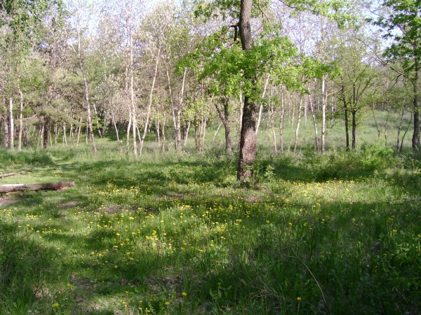 Лесная полянка. Лес Тольятти