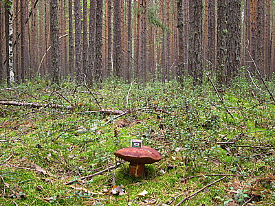 Белый гриб в сосновом бору у посёлка Сплавной