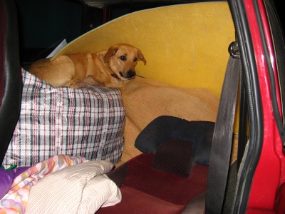 ночёвка в машине с собакой