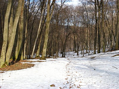 Лес Яблоневого Оврага